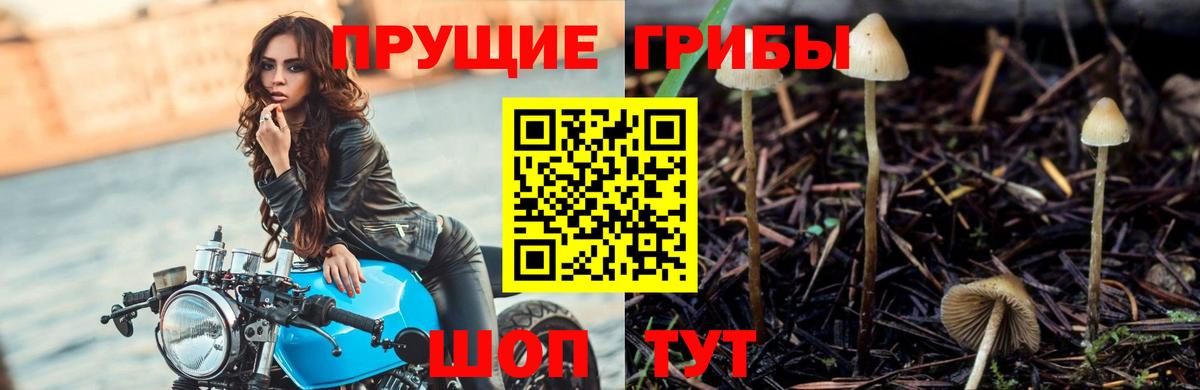Галлюциногенные грибы Psilocybine cubensis  как найти закладки  Вход с VPN  Саянск  Галлюциногенные грибы GOLDEN TEACHER 